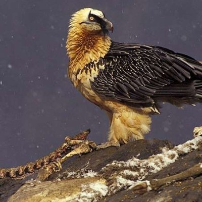 EXCURSIÓN CON NIÑOS A LOS MIRADORES DE&nbsp;REVILLA